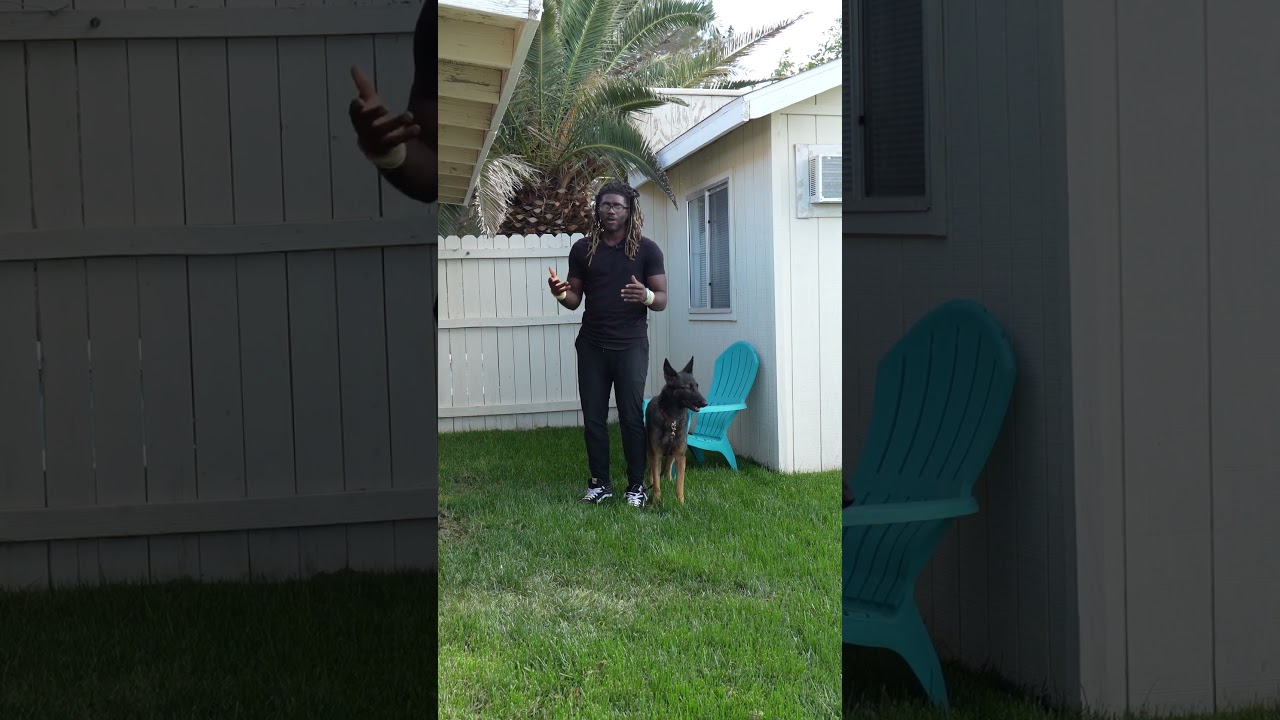 Heart-warming To Watch A Puppy And Her Mother Reunited! #dogtraining #shorts