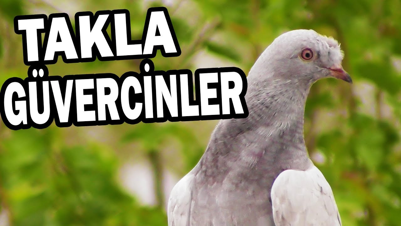 Столбовая Игра с Крыши / Голуби такла / taklacı güvercinler