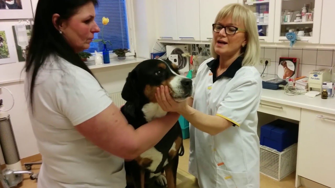 Hund für den Tierarztbesuch vorbereiten