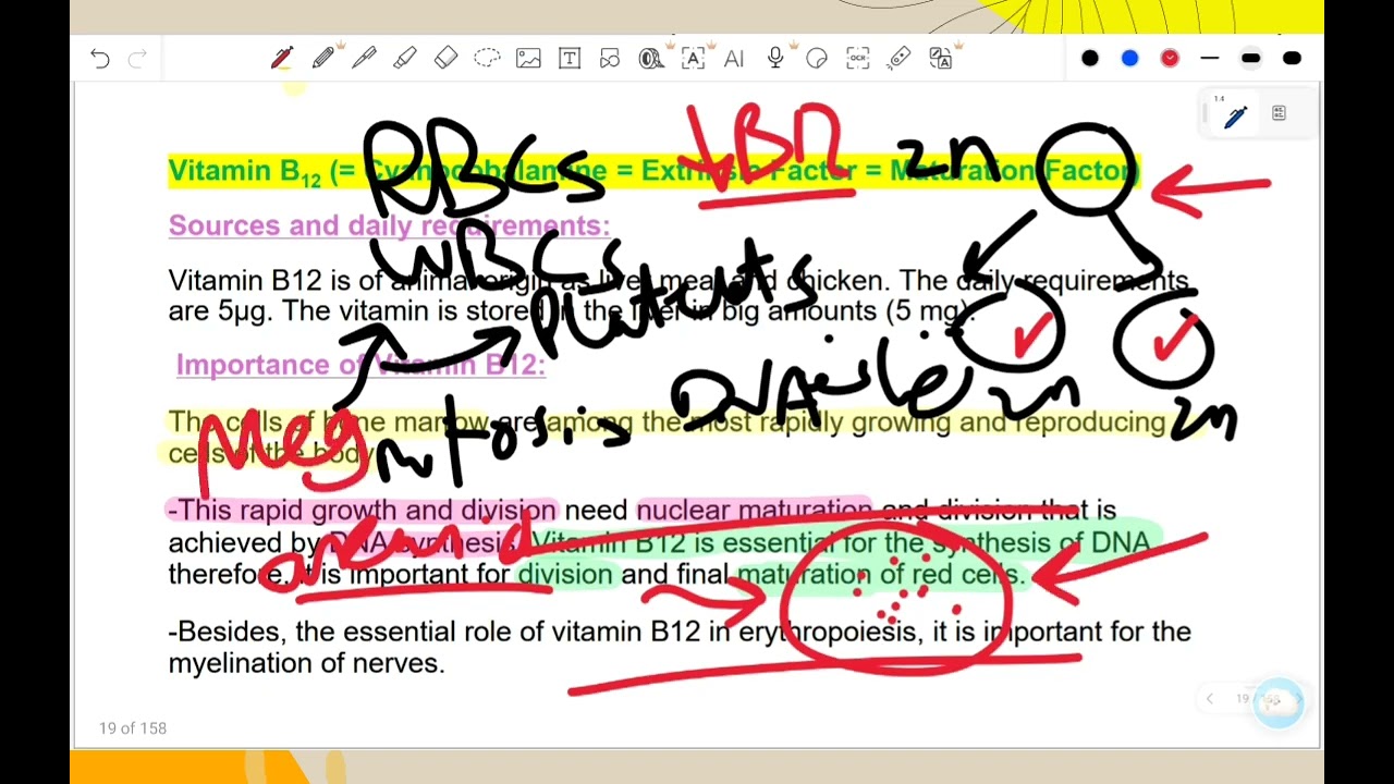 Physiology: vit b12/folic acid/iron