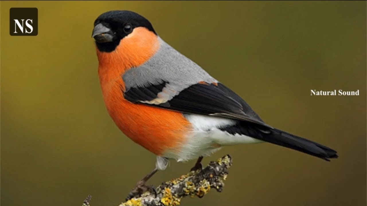 Aves Hermosas De España Canto de los 10 Fringilidos / Fringílidos cantando