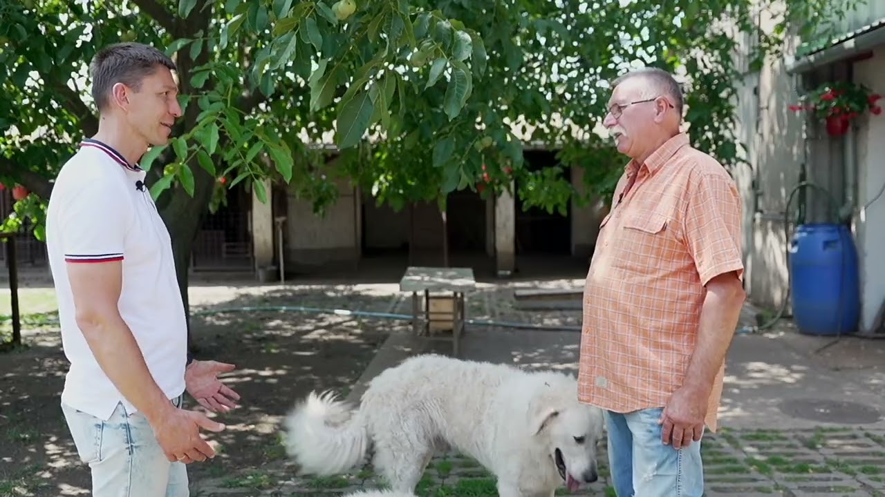 MEGYEHATÁR: Pusztatenki Kuvasz és Corgi Kennel