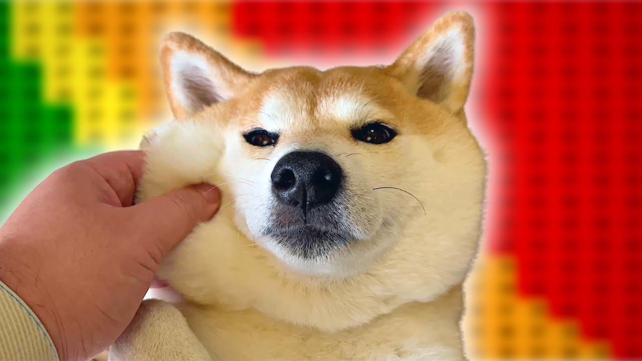 The Chonk Chart - Shiba Inu Edition