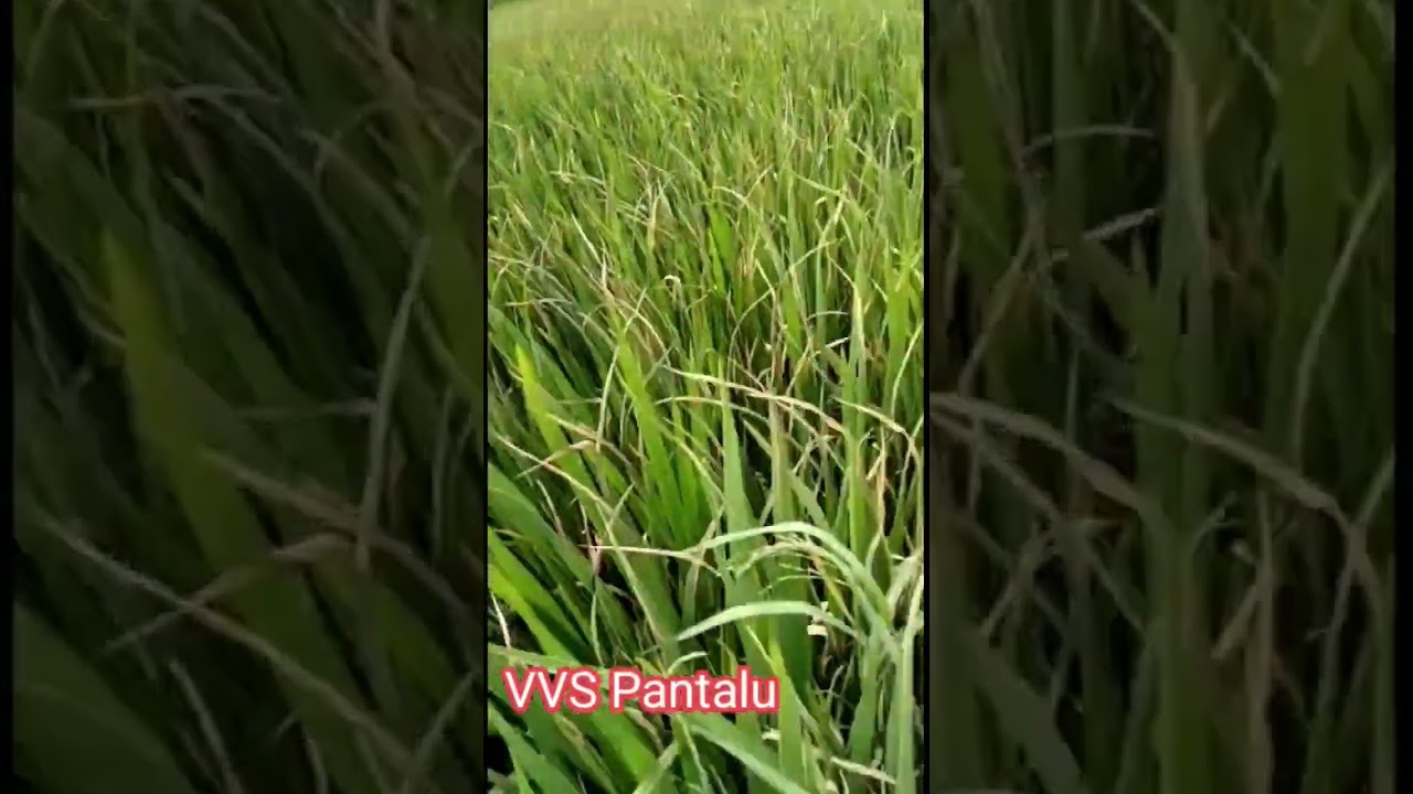 వరి పంటలో ఆకుఎండు తెగులు నివారణ | paddy panicle mite | rice mite | bacterial leaf blight in paddy