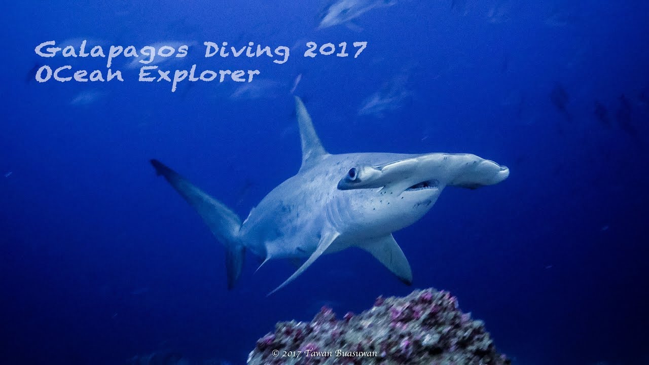 Galapagos Diving 2017 by Tawan Buasuwan (UHD,4K)