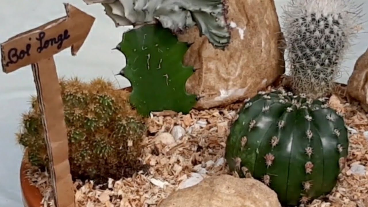 Cactos lindos na colec&ccedil;&atilde;o! 🌵