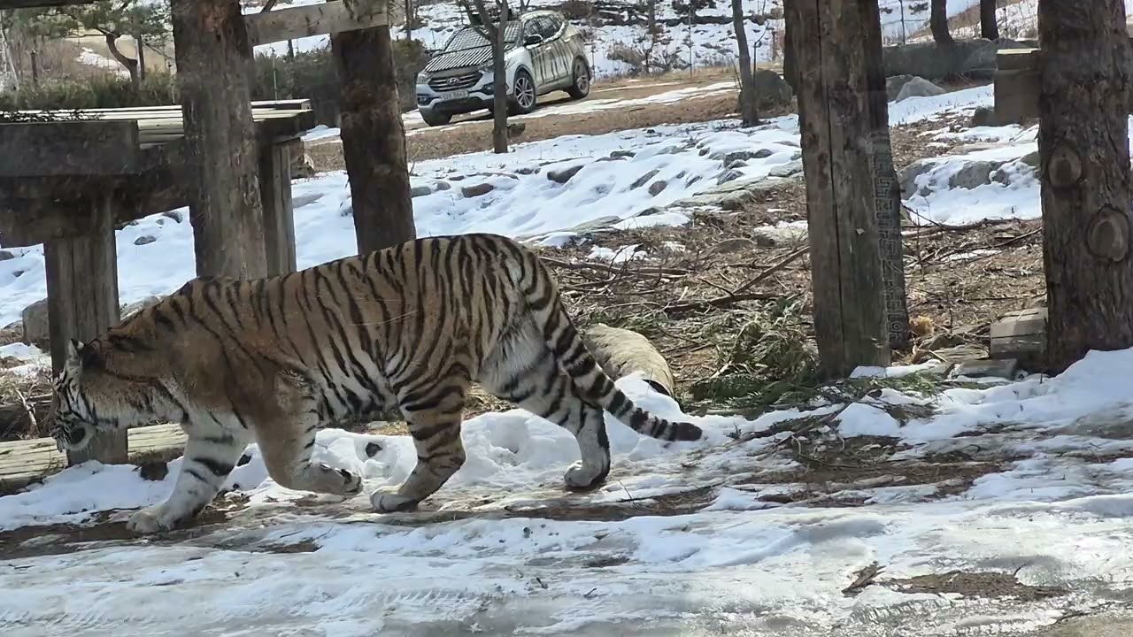 동규의 여행과 생활 DongGu's travel and life 茼圭的旅游和生活。백두산 호랑이 Korea Tiger.