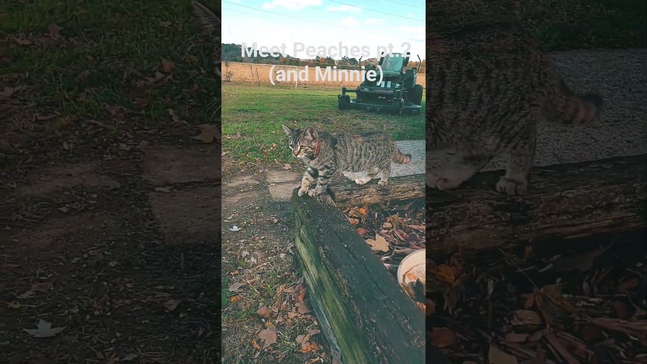 update on Peaches the kittie f/ Minnie our big Cat