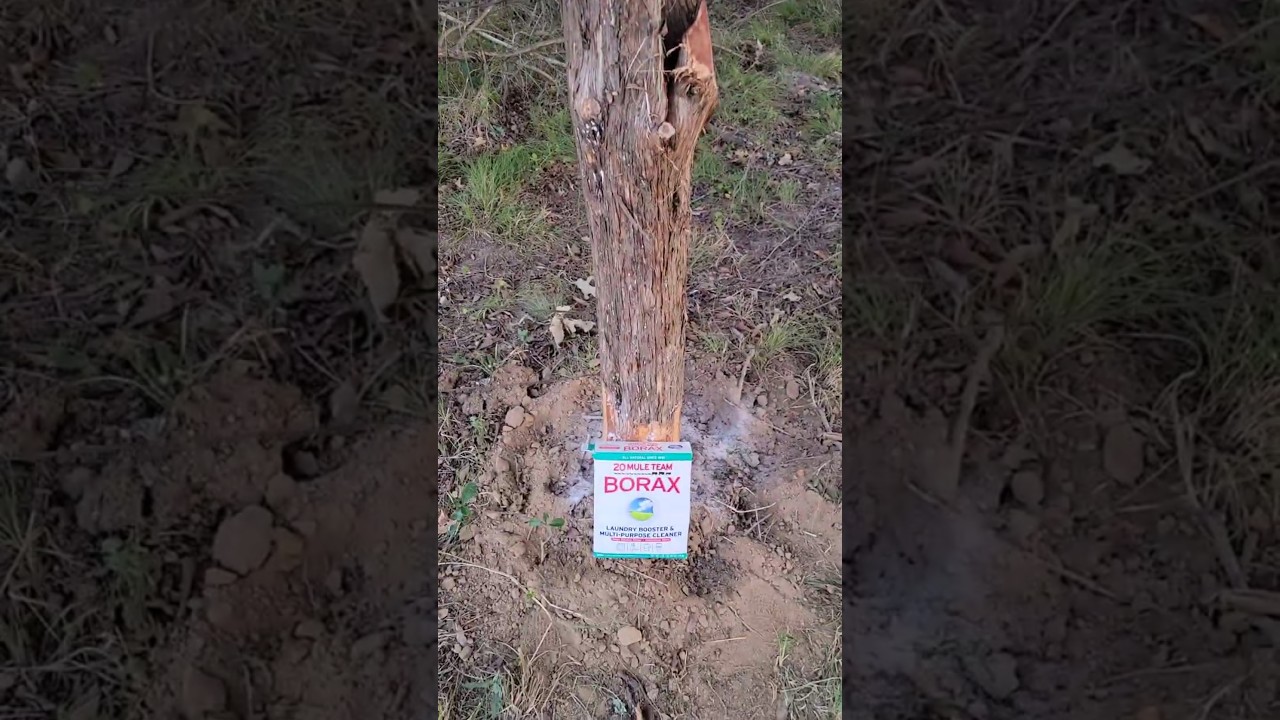 Farmer's hack for FENCE POST that last 100 years. #youtubehighfive