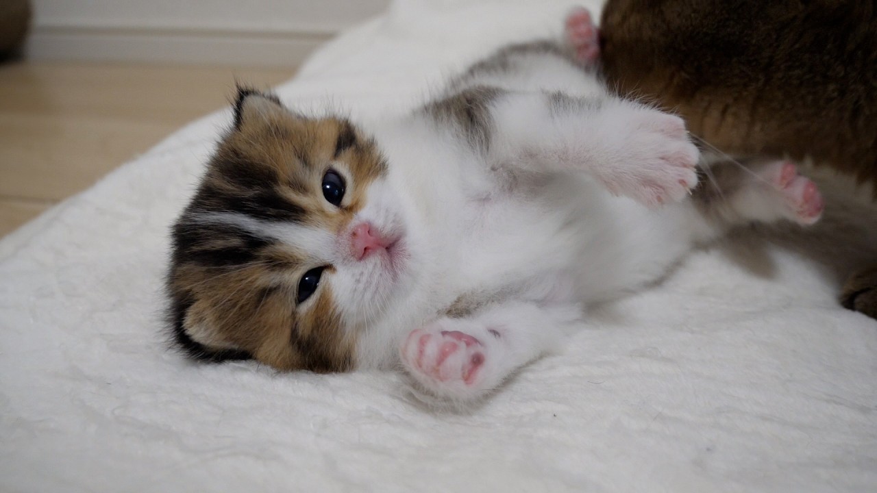 Kitten Nico in a state of abandonment after being licked by its mother cat.