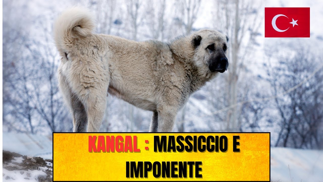 Il Kangal: Conosciamo da Vicino la Maestosità di Questa Razza Canina 🐶