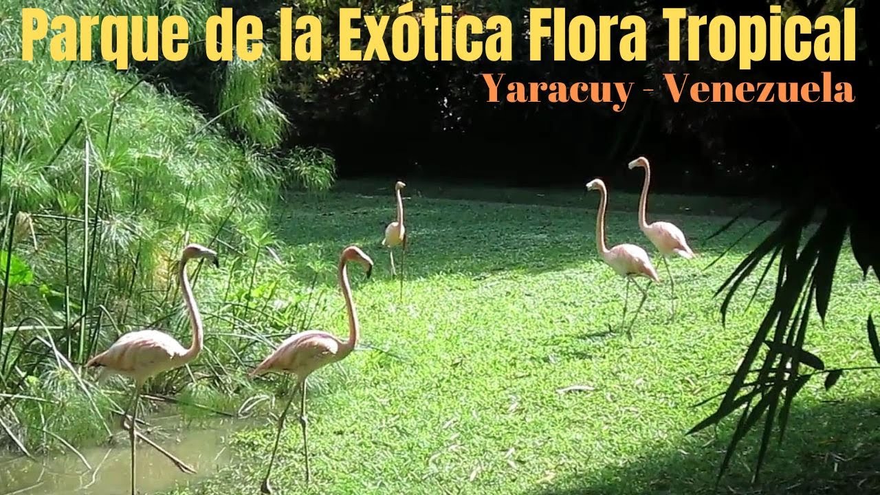 Visitamos uno de los jardines m&aacute;s hermosos de #Venezuela: Parque de la Ex&oacute;tica Flora Tropical.