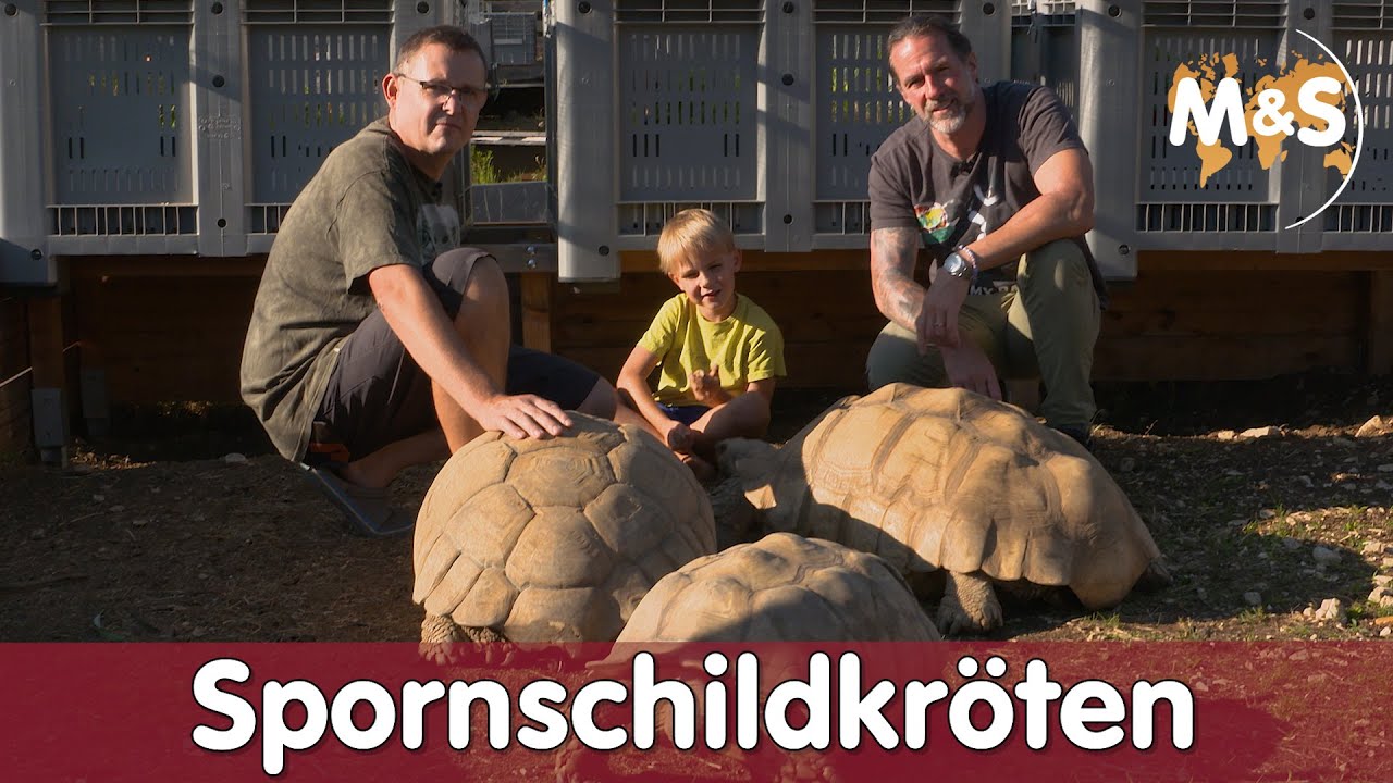 90 kg schwere Spornschildkröte | Centrochelys sulcata | Reptil TV