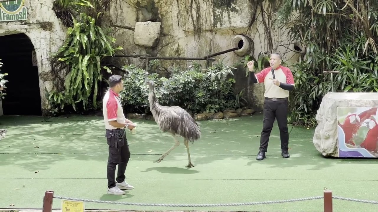 Bird Show at Safari Wonderland Afamosa Melaka 2023