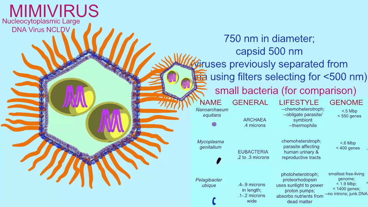 MIMIVIRUS: VIRUS LARGER THAN SOME PROKARYOTES