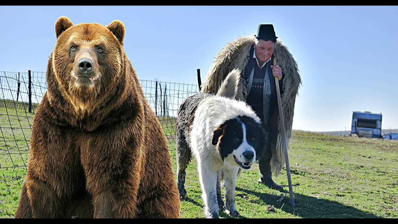 CIOBAN ATACAT DE URS SI SALVAT DE CAINII CIOBANESTI. URSII ATACA DES STANA LUI TIBU IOAN     !