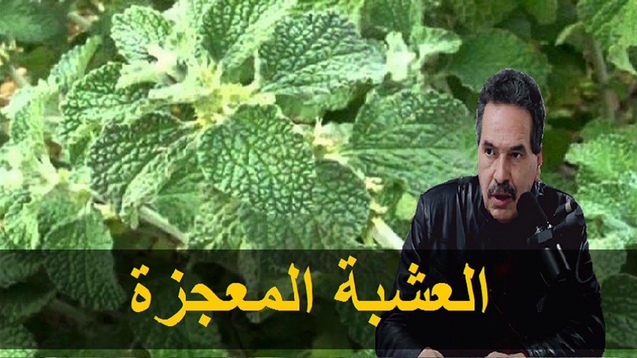 أسرار وعجائب مريوت منقية للجسم و مطهرة و فاتحة للشهية      - الدكتور جمال الصقلي -