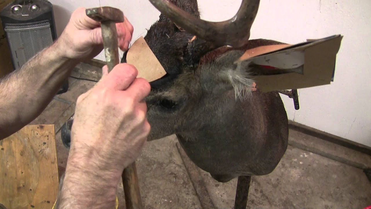 Testa's Taxidermy Tip's - Mounting a Deer Head (Part 4)