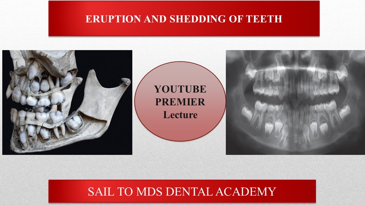 Eruption and Shedding of teeth| Dental Histology|Dental Anatomy|NEET MDS Entrance Lecture