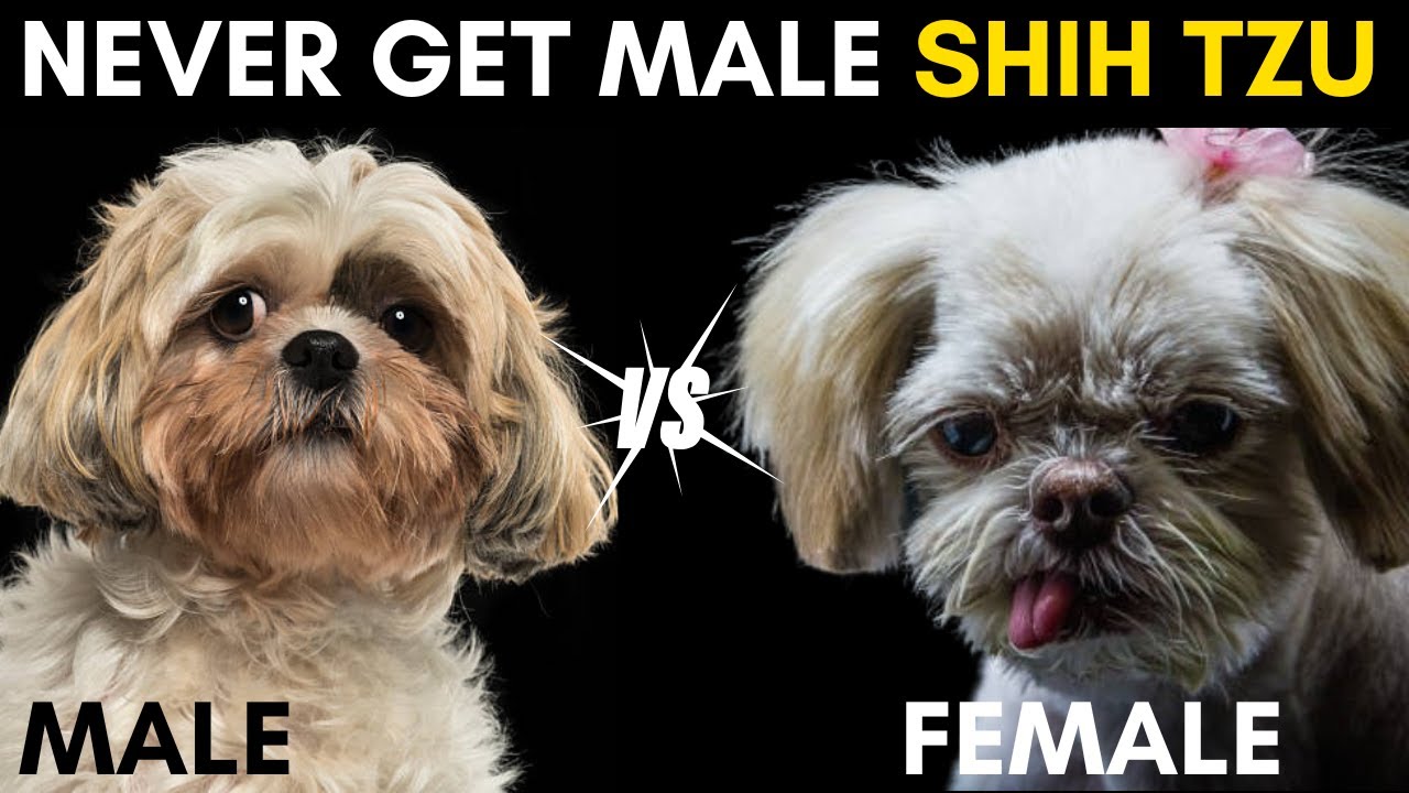 Male Shih tzu vs Female Shih tzu - Which one is Best ?