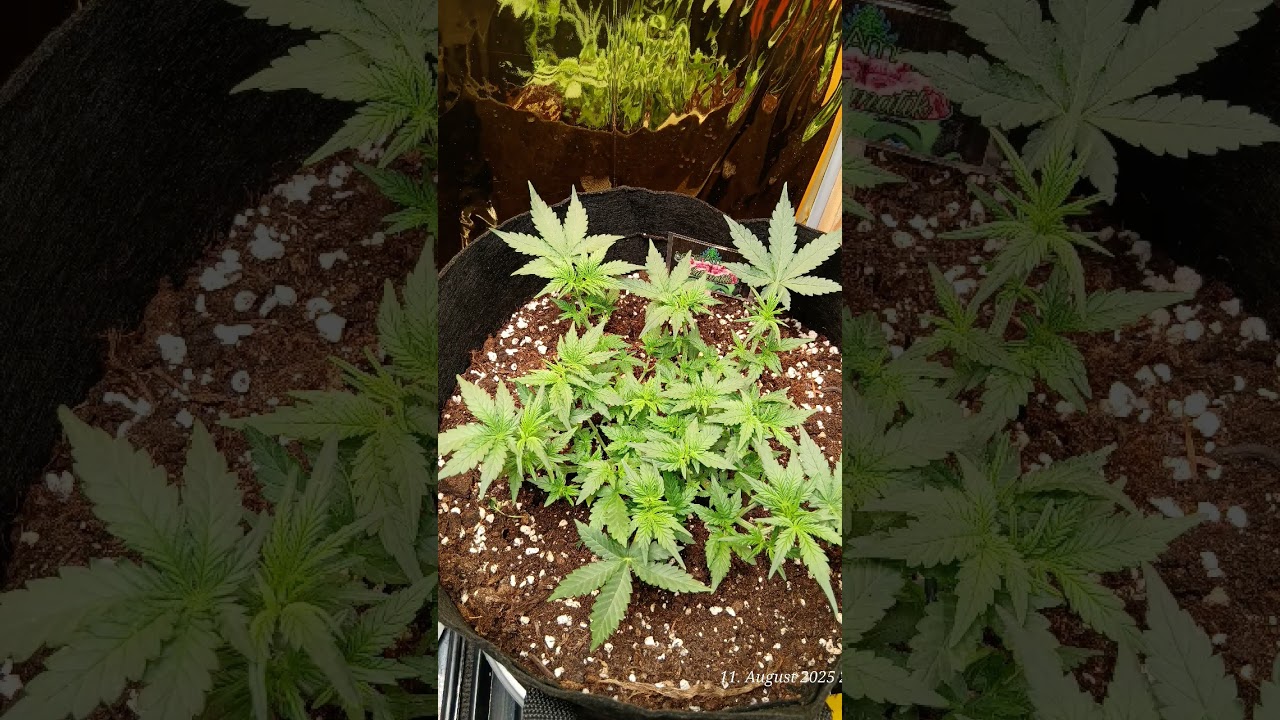 Amnesia Sensi Seeds Timelaps 26 - 50