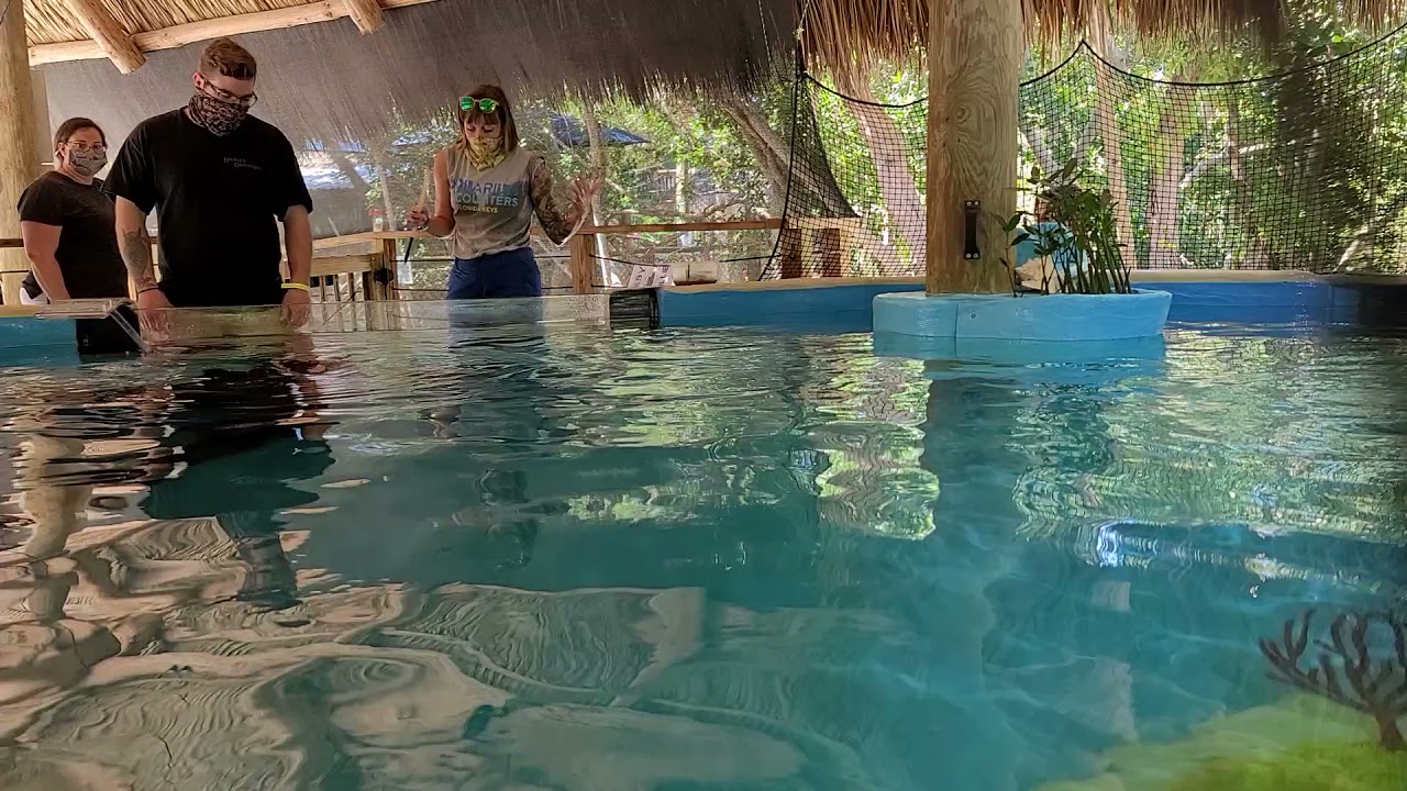 Aquarium Encounters - Big Shark Bay - Feeding and Petting Nurse Sharks