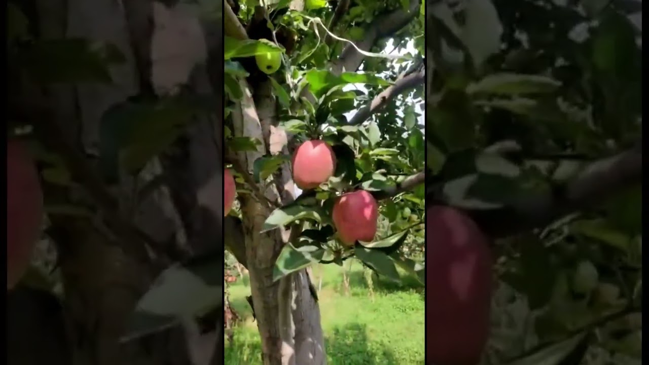 Kashmir | Same tree, two apple types #organic #kashmir #apple #fruit #nutrition #healthy #trending