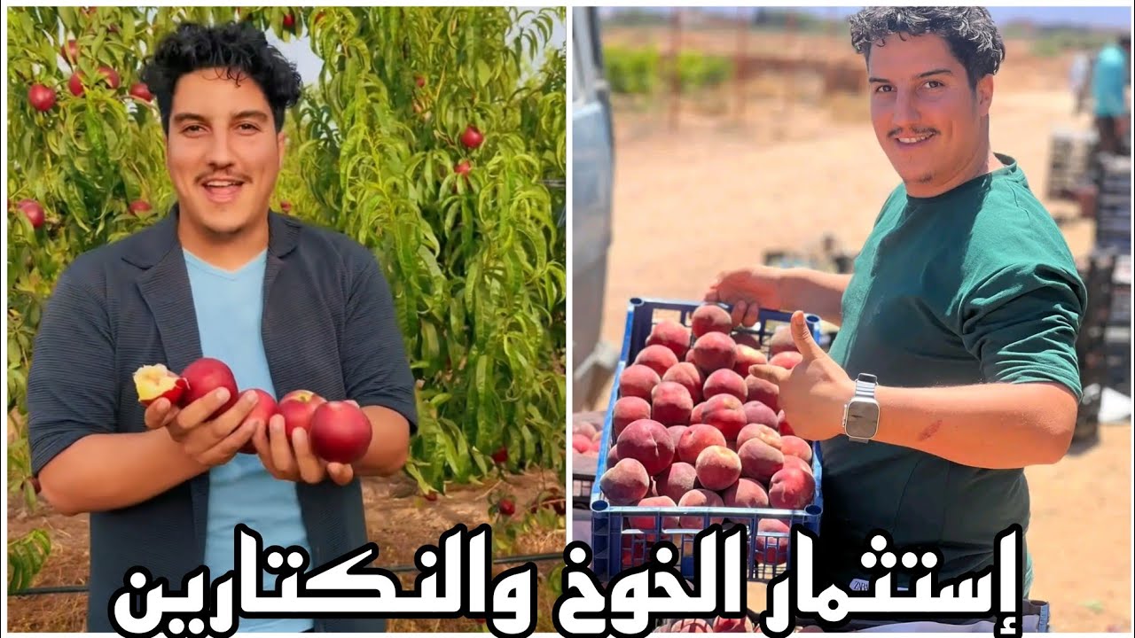 حقول النكتارين والخوخ بعد ثلاث سنوات من الغراسة والمردود  إنتاج غزير  Agricole pêche Nectarine