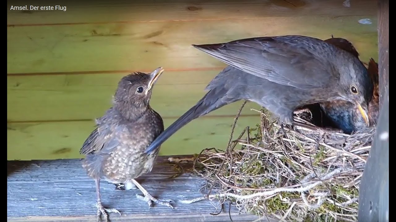 Amsel. Der erste Flug