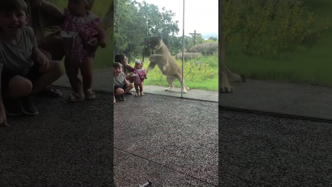 Lion Tries to Catch Some Kids || ViralHog