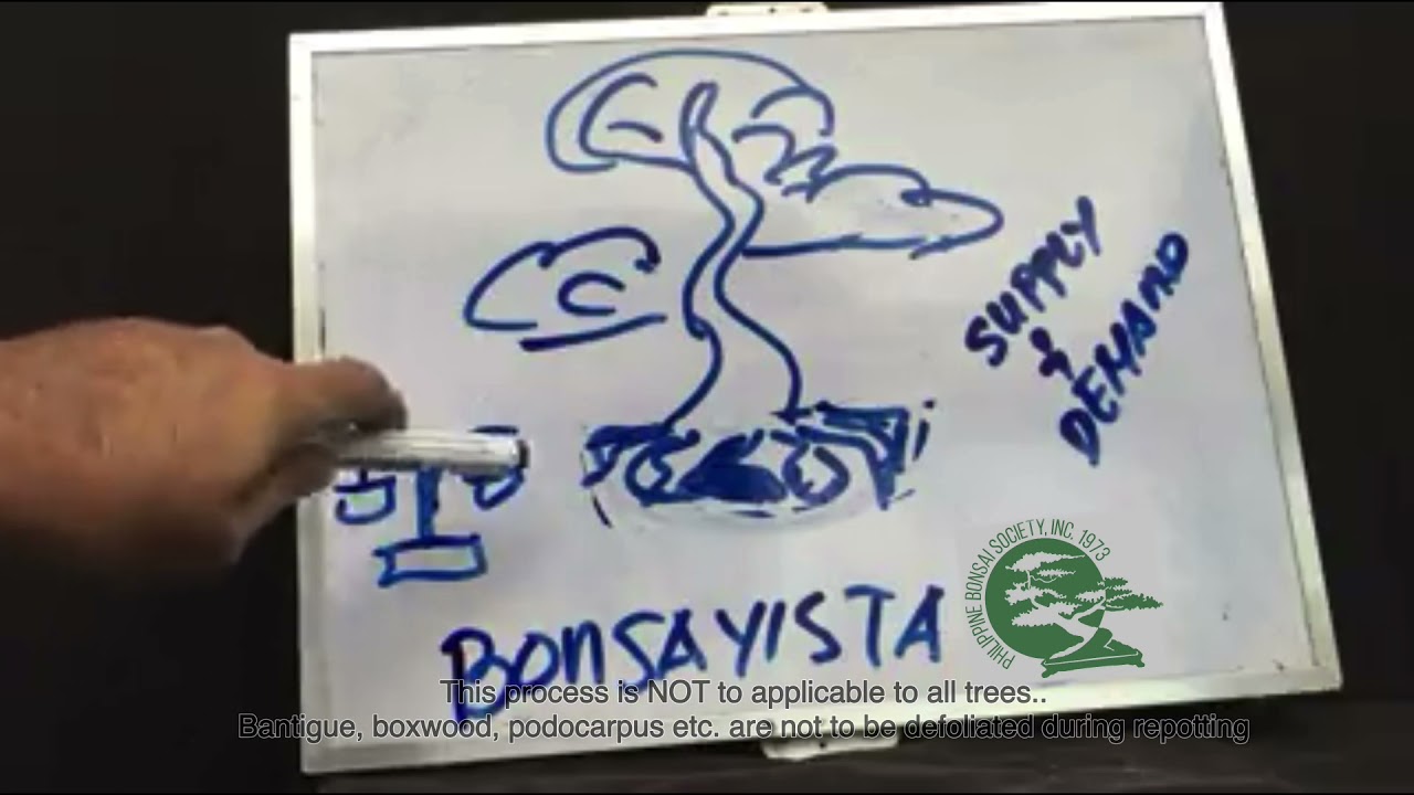 Supply and Demand in Bonsai