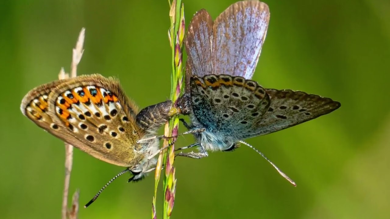 Natur-Erlebnisse am Hl Meer, Hopsten