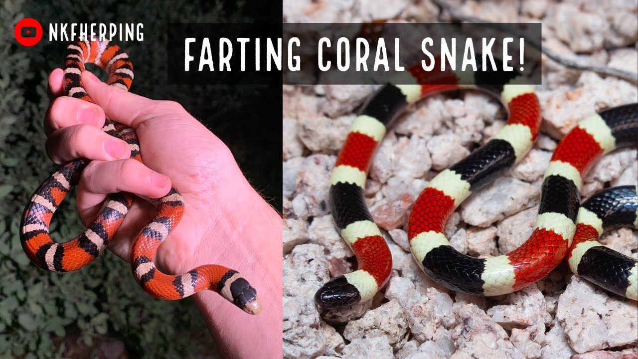 Arizona Coral Snake FARTS on Me and more Mountain Kingsnakes?! Arizona Herping