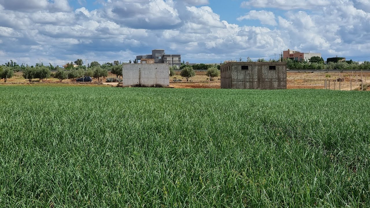 أرض فلاحية للبيع بمنزل وكوري بفاس عين الشقف 1 هكتار TERRAIN AGRICOLE 1 HECTARES À VENDRE À FÉS