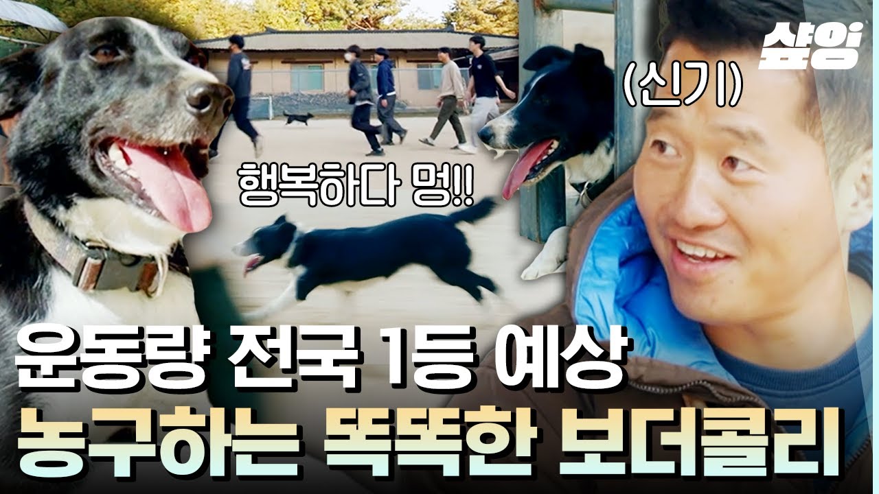 [#고독한훈련사] 강형욱도 놀란 천재견 보더콜리의 농구 실력🏀?! 귀여운 몰티즈의 개인기까지 대방출🥰 | #샾잉