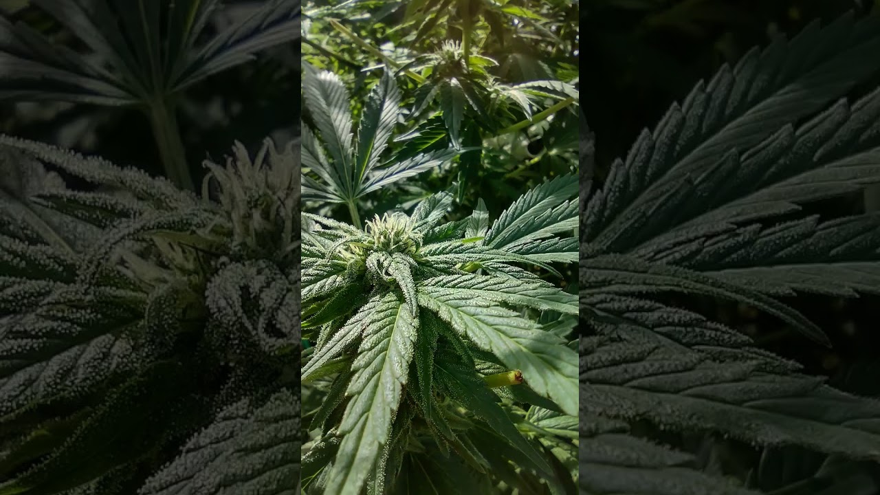 #outdoor #allorganic #PNW