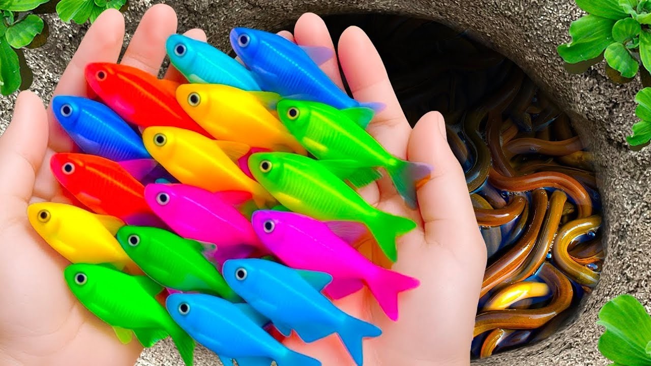 Catch beautiful aquarium fish in small pond baby turtles, eel, red guppy, koi, pacman frog, tadpole,