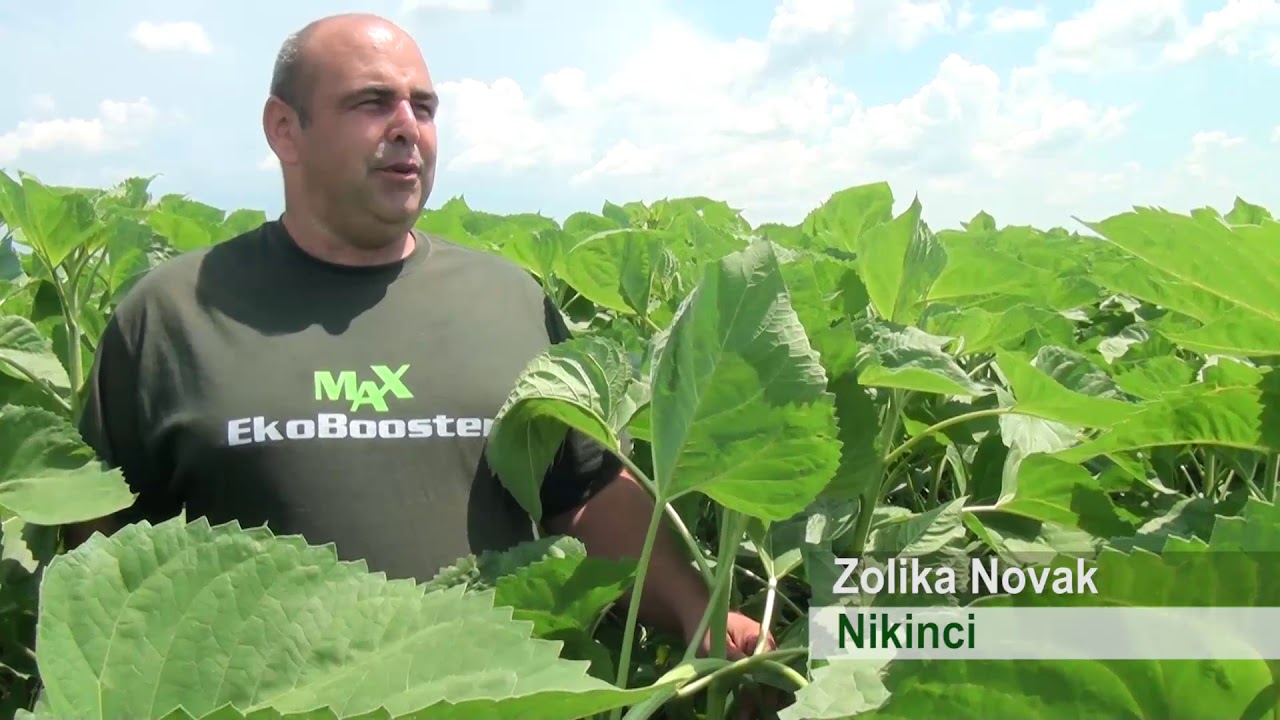 EkoBooster MAX na suncokretu i psenici , Nikinci 2018. Poljoprivreda- ratarstvo