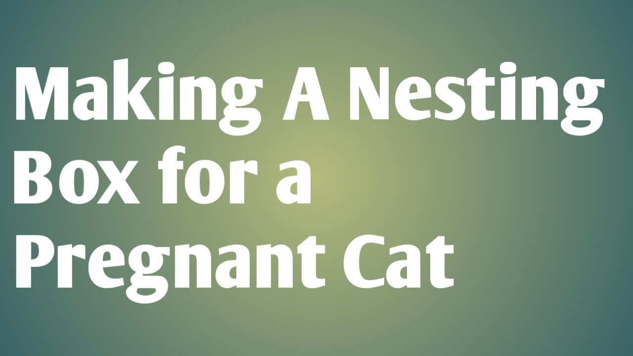 Making a Nesting Box for a Pregnant Cat