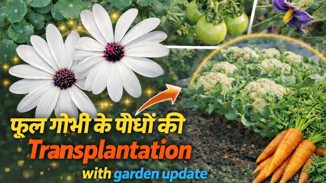 फूल गोभी की ट्रांसप्लांटेशन कैसे करें? | Garden Update | Cauliflower Growing Full Guide #gardening