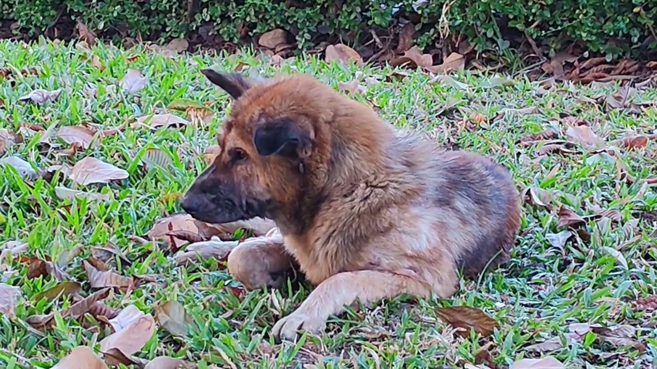 The homeless dog I am not sure it is not dangerous. 