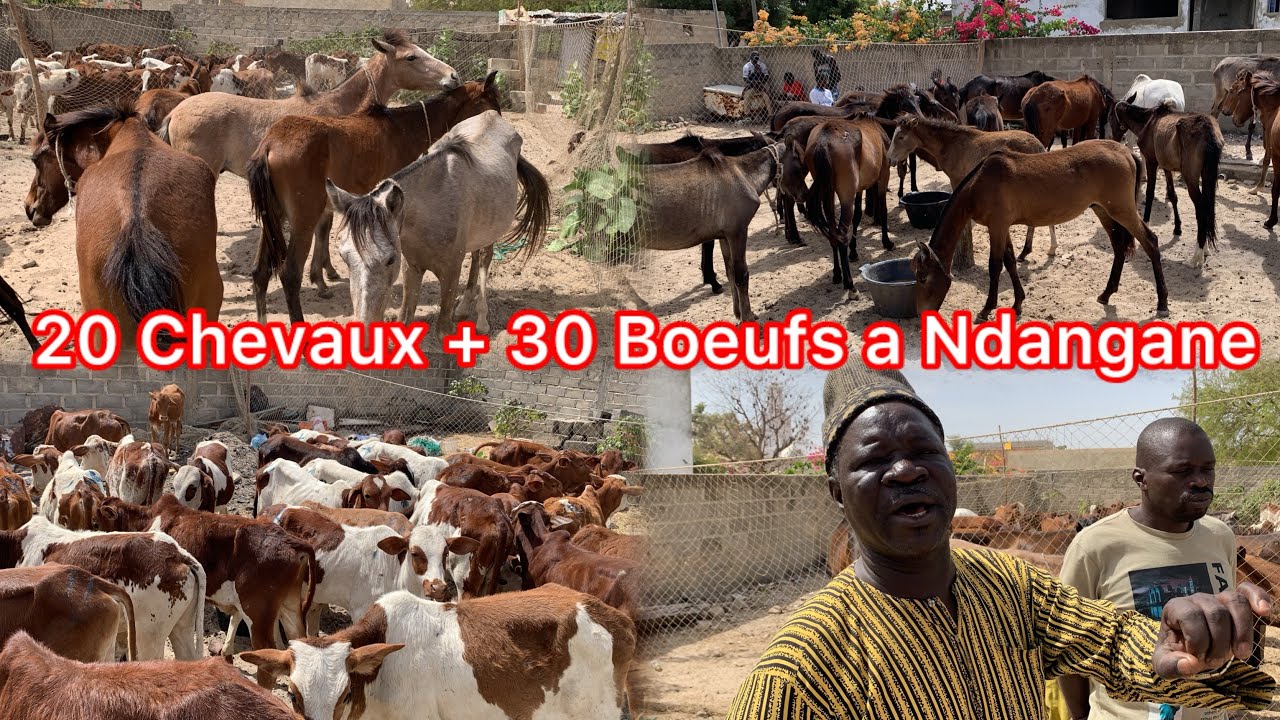 Découvrez la mise 20 Chevaux + 30 Boeufs lamb Laye Ndiombor du 27 au 29 Janvier 2026 à Ndangane 