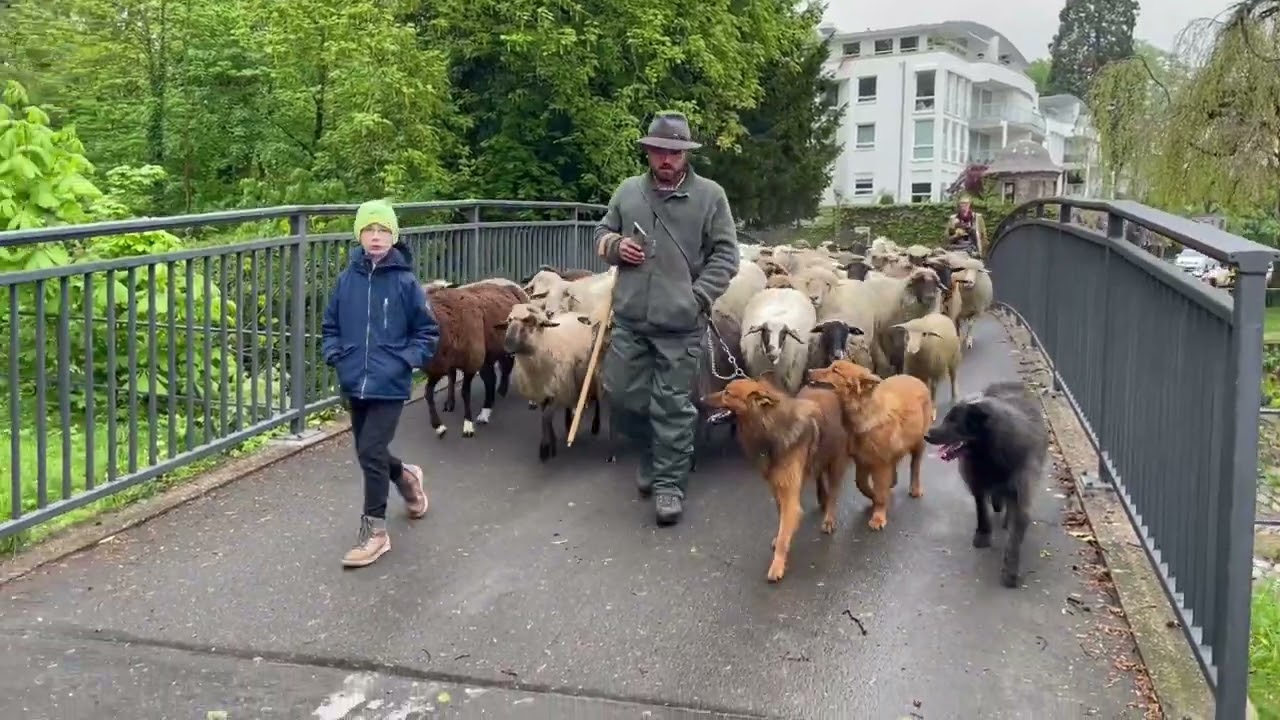 Der Wanderschäfer vom Rheintal