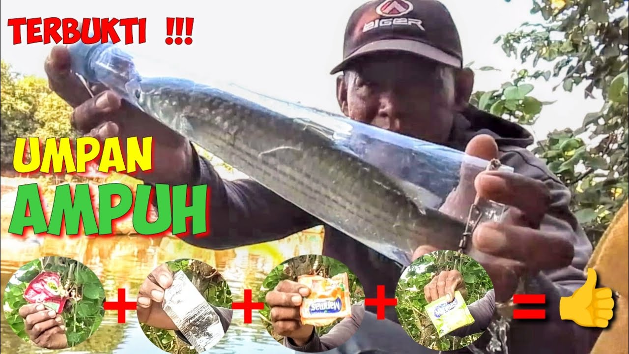Racikan Umpan Ini Dijamin Bikin Panen Belanak Super