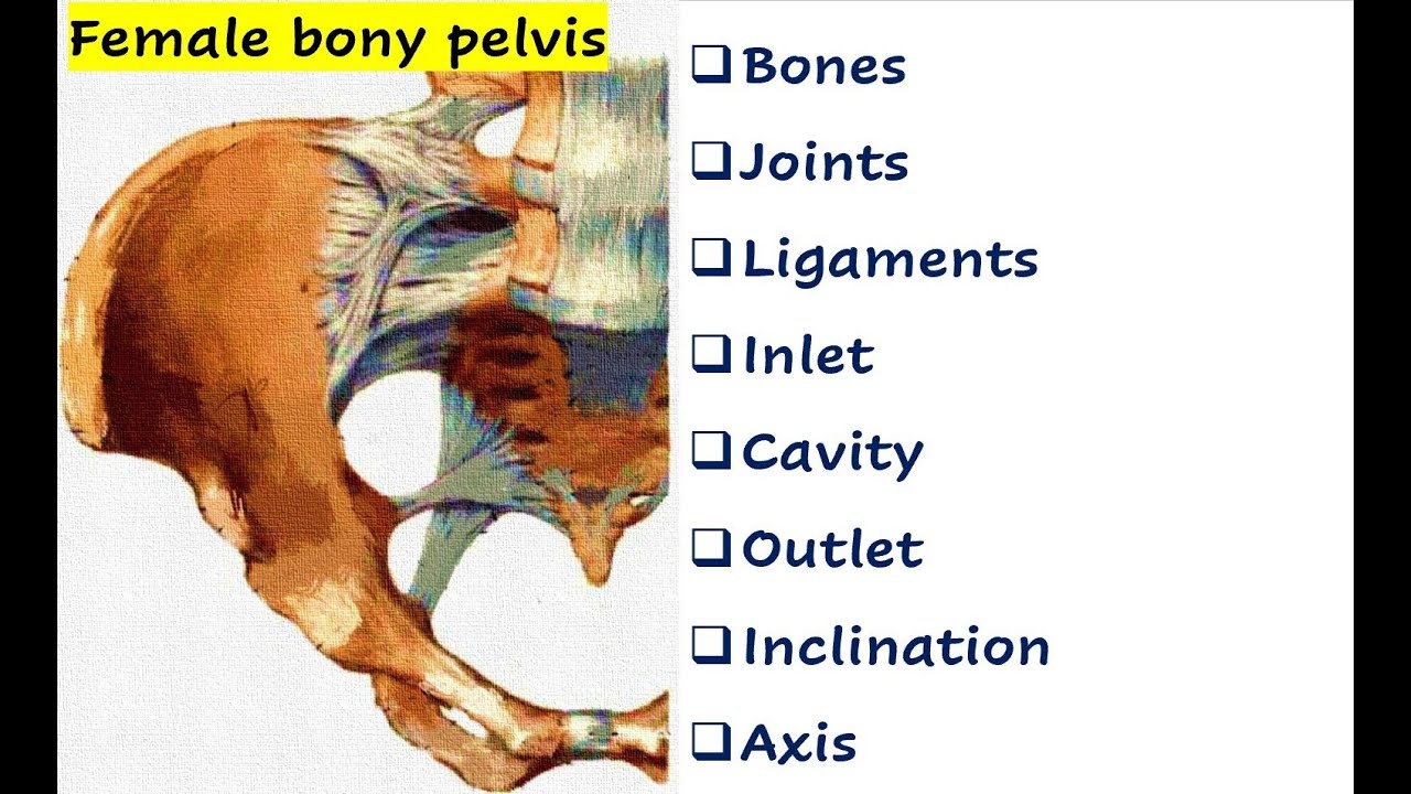 Female bony pelvis illustrated