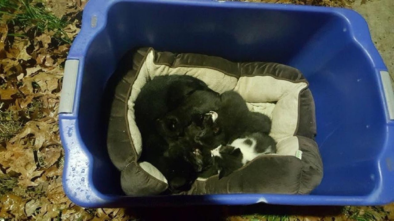 &lsquo;Mom&rsquo; Cat Found Nurturing Abandoned Kittens Isn&rsquo;t Actually A Mother At All