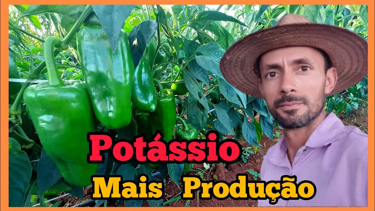 Adubação e alta produção no pimentão #Potássio