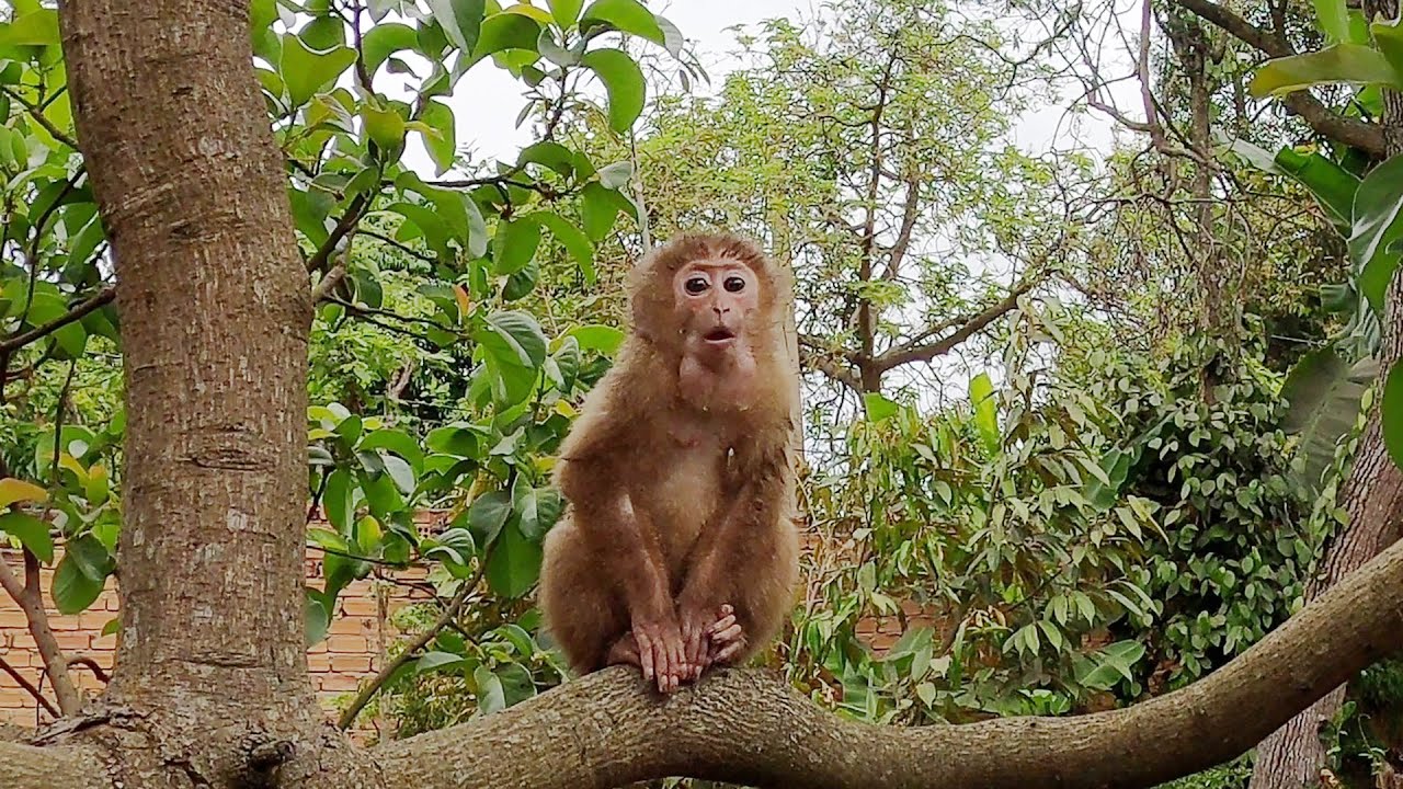 Monkey Linda is very excited when going out in the wild