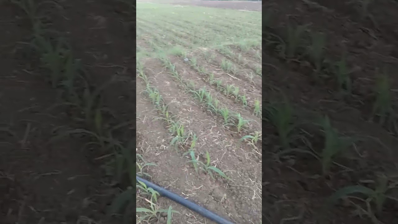 7 days old na Ang mais ko,kaya inabonohan namin Ng patikim na urea tapos diniligan.