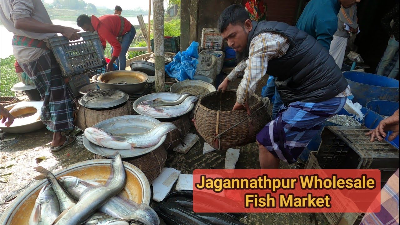 জগন্নাথপুর পাইকারি মাছের বাজার - wholesale fish market in Jagannathpur